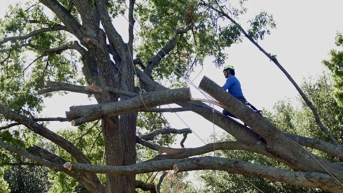 Professional Crown Thinning performed by certified arborists in Lavinia