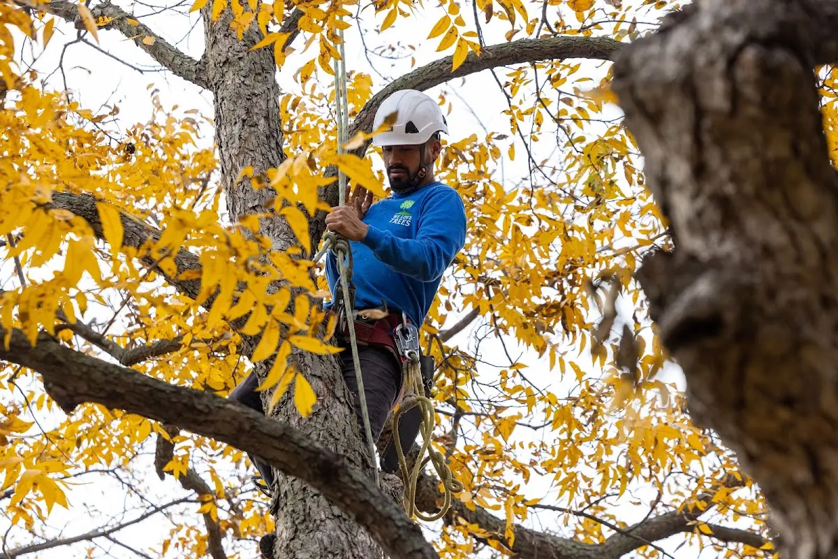 Skilled Tree Pruning crew working in Lavinia